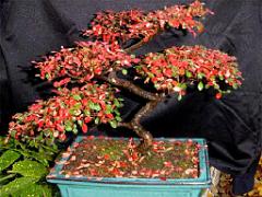 149 BONZAI A MAULEVRIER 2016_000032
